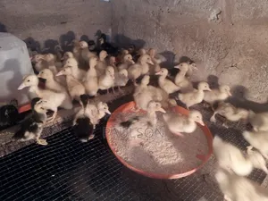 Day Old Jumbo Perkin Ducklings