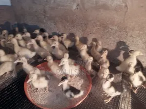 Day Old Jumbo Perkin Ducklings