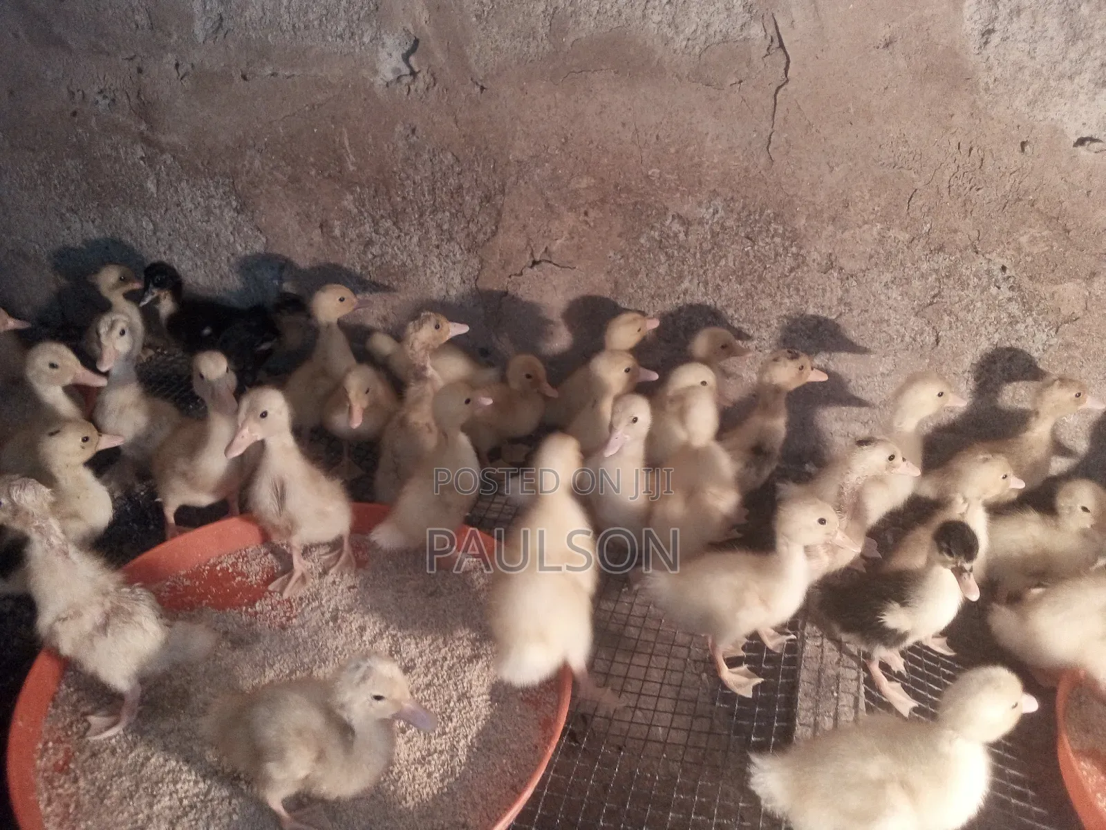 Day Old Jumbo Perkin Ducklings