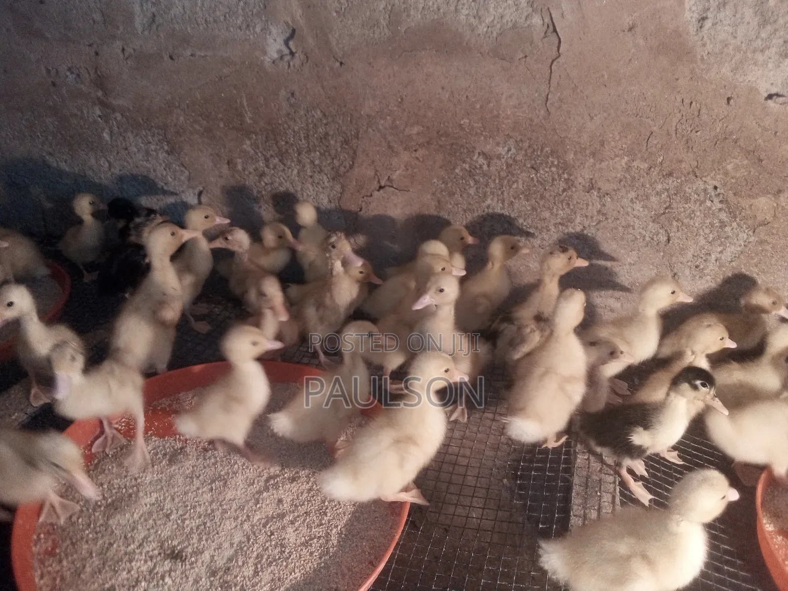 Day Old Jumbo Perkin Ducklings
