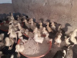 1 Week Old Jumbo Perkin Ducklings