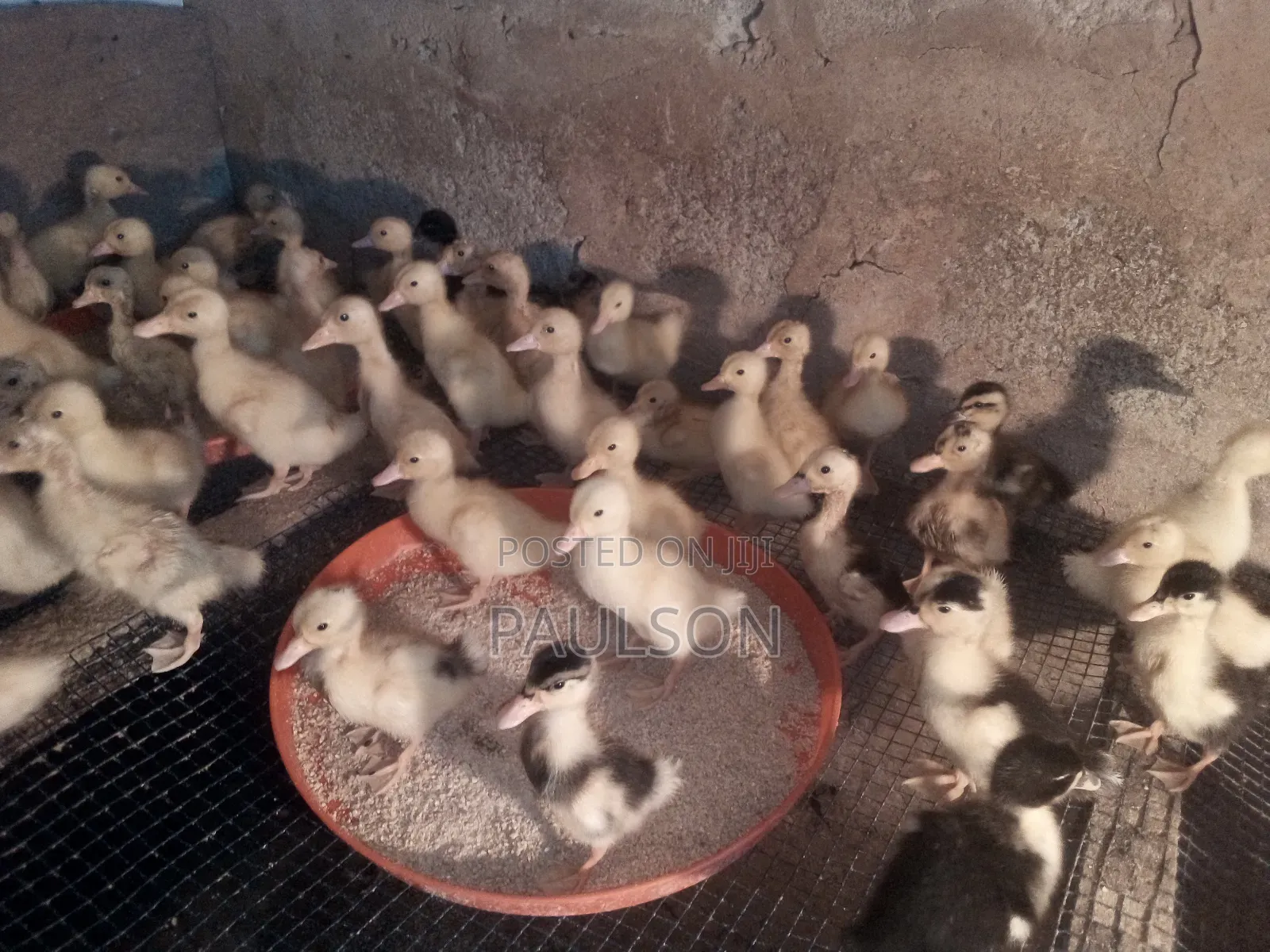 1 Week Old Jumbo Perkin Ducklings