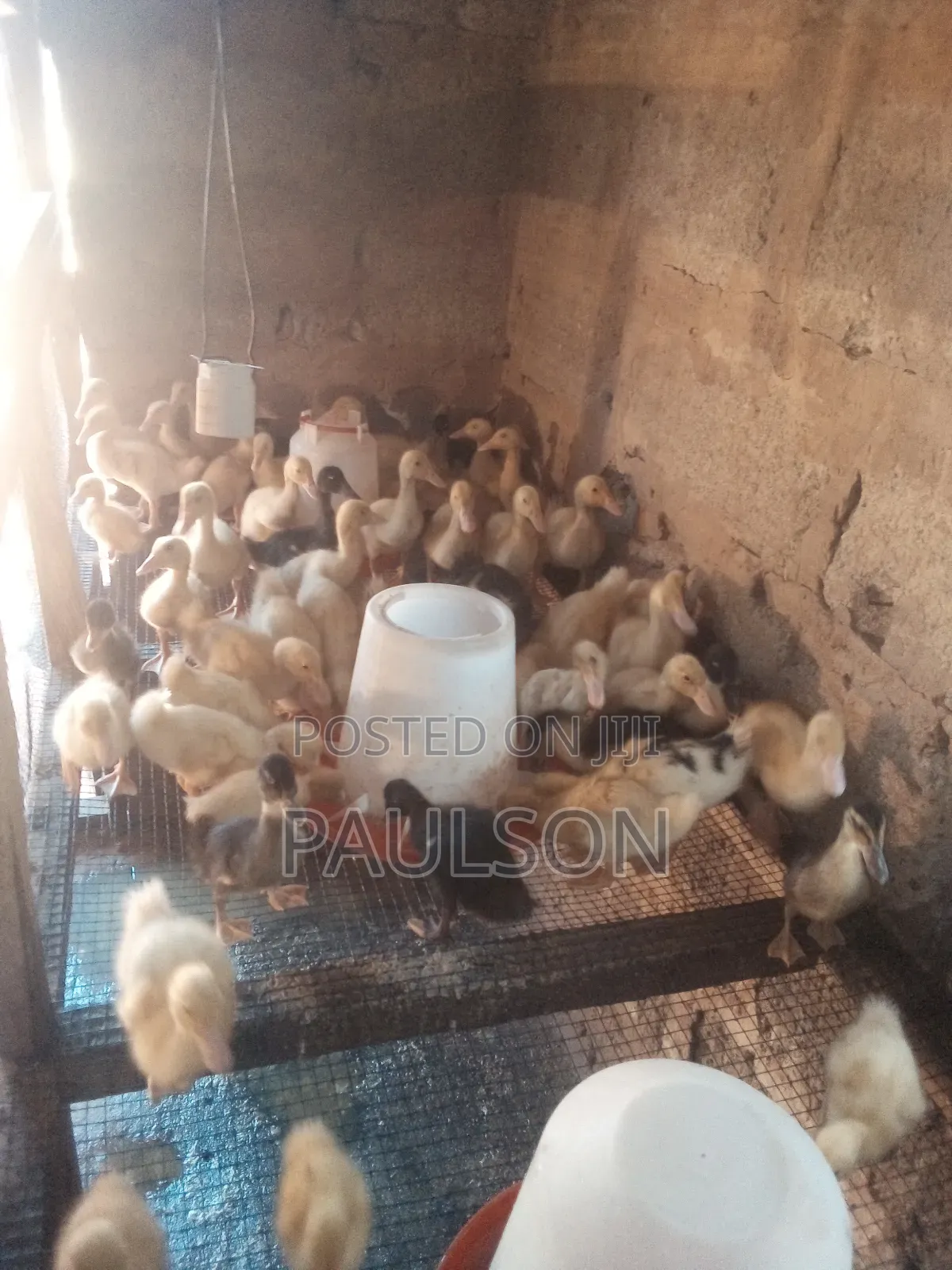 2 Weeks Old Jumbo Perkin Ducklings