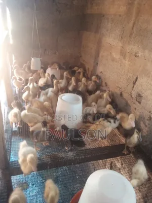 2 Weeks Old Jumbo Perkin Ducklings