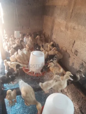 2 Weeks Old Jumbo Perkin Ducklings