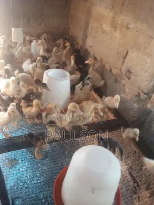 2 Weeks Old Jumbo Perkin Ducklings