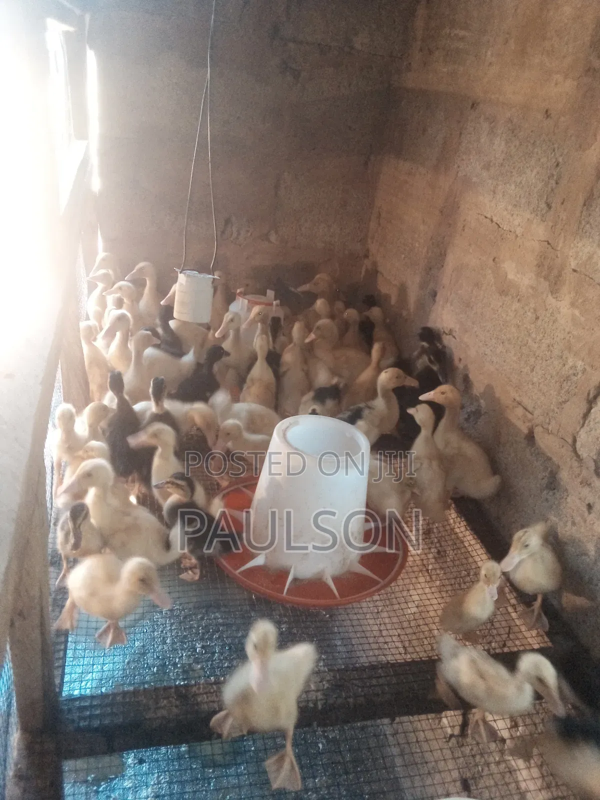 2 Weeks Old Jumbo Perkin Ducklings