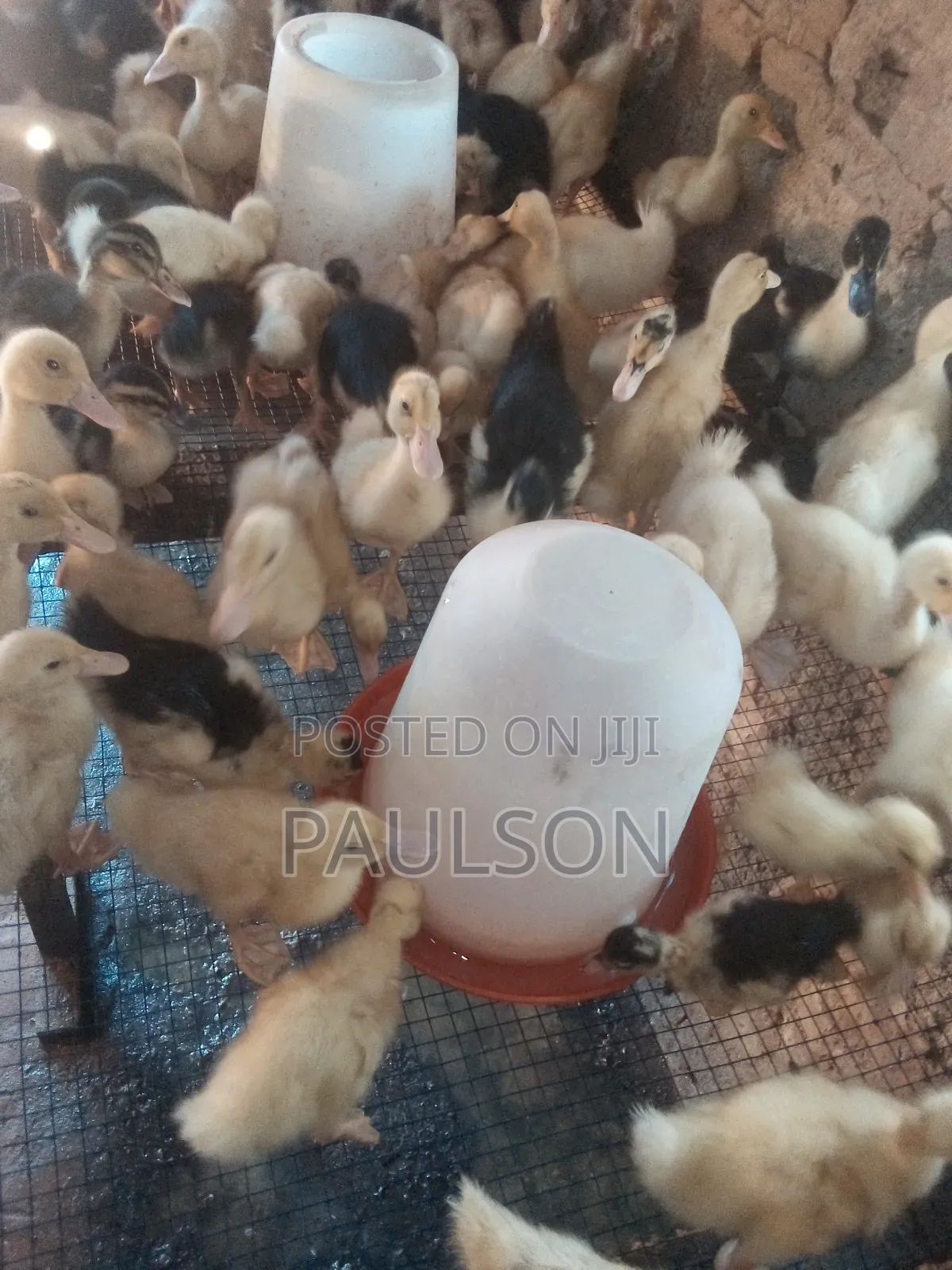 3 Weeks Old Jumbo Perkin Ducklings