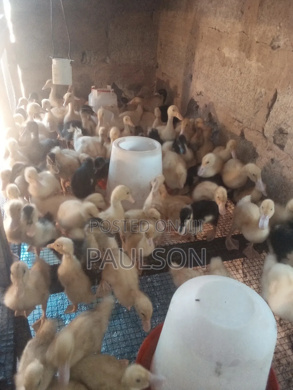3 Weeks Old Jumbo Perkin Ducklings
