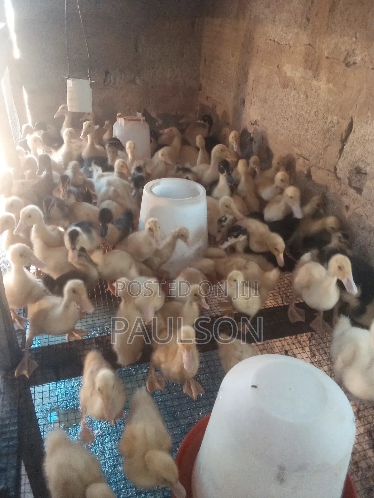 3 Weeks Old Jumbo Perkin Ducklings