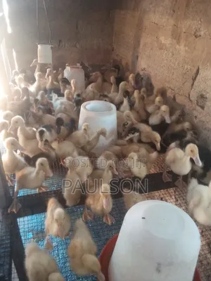 3 Weeks Old Jumbo Perkin Ducklings