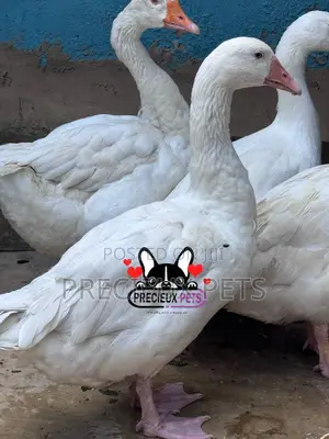 Domestic Goose / Geese (Females)