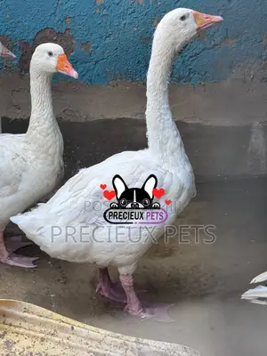 Domesticated Geese / Goose (Males)