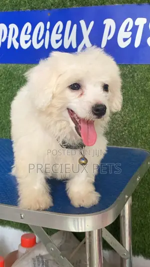 3-6 months Female Purebred Maltipoo