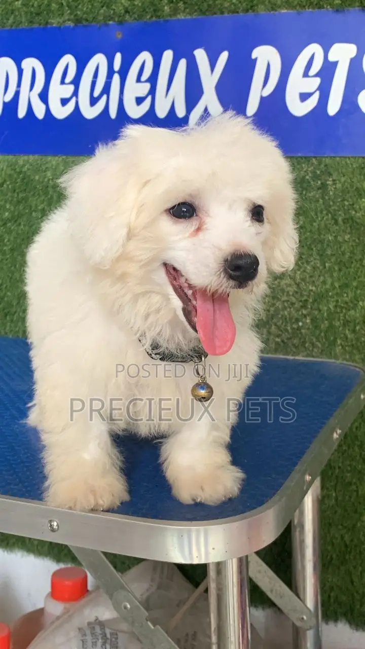 3-6 months Female Purebred Maltipoo