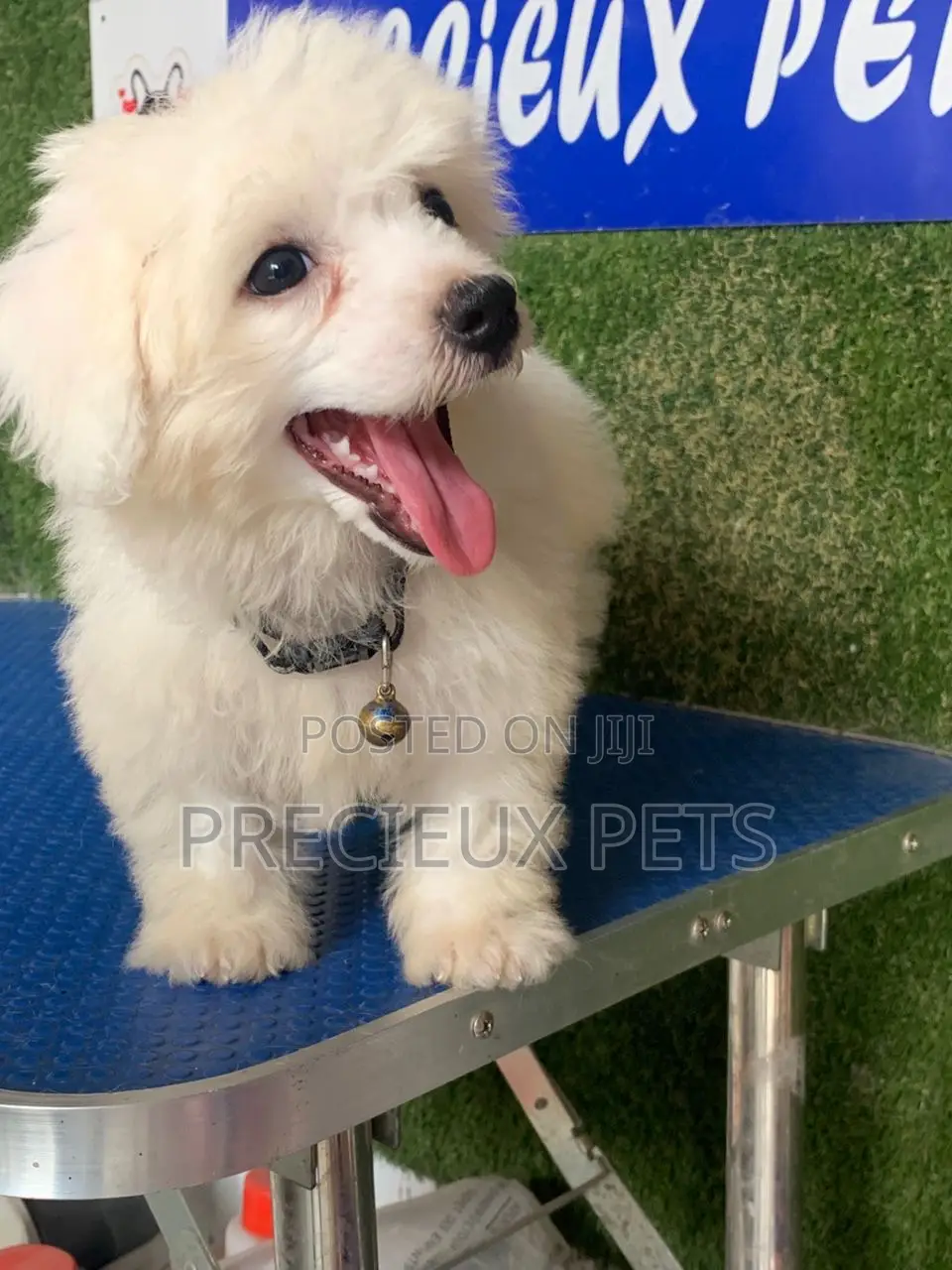 3-6 months Female Purebred Maltipoo