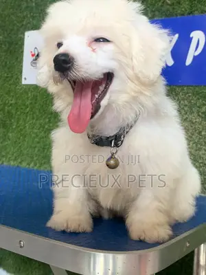 3-6 months Female Purebred Maltipoo