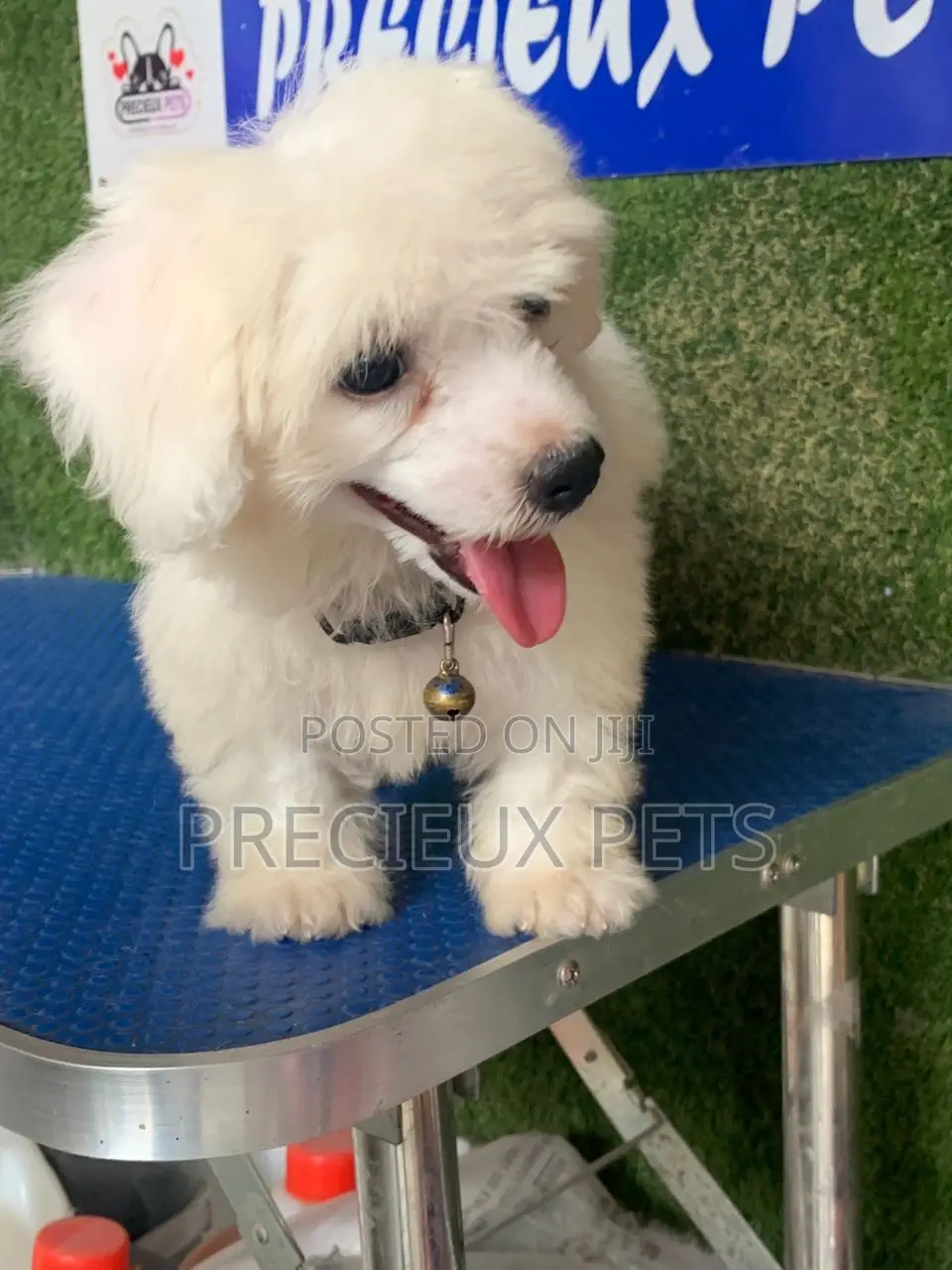 3-6 months Female Purebred Maltipoo