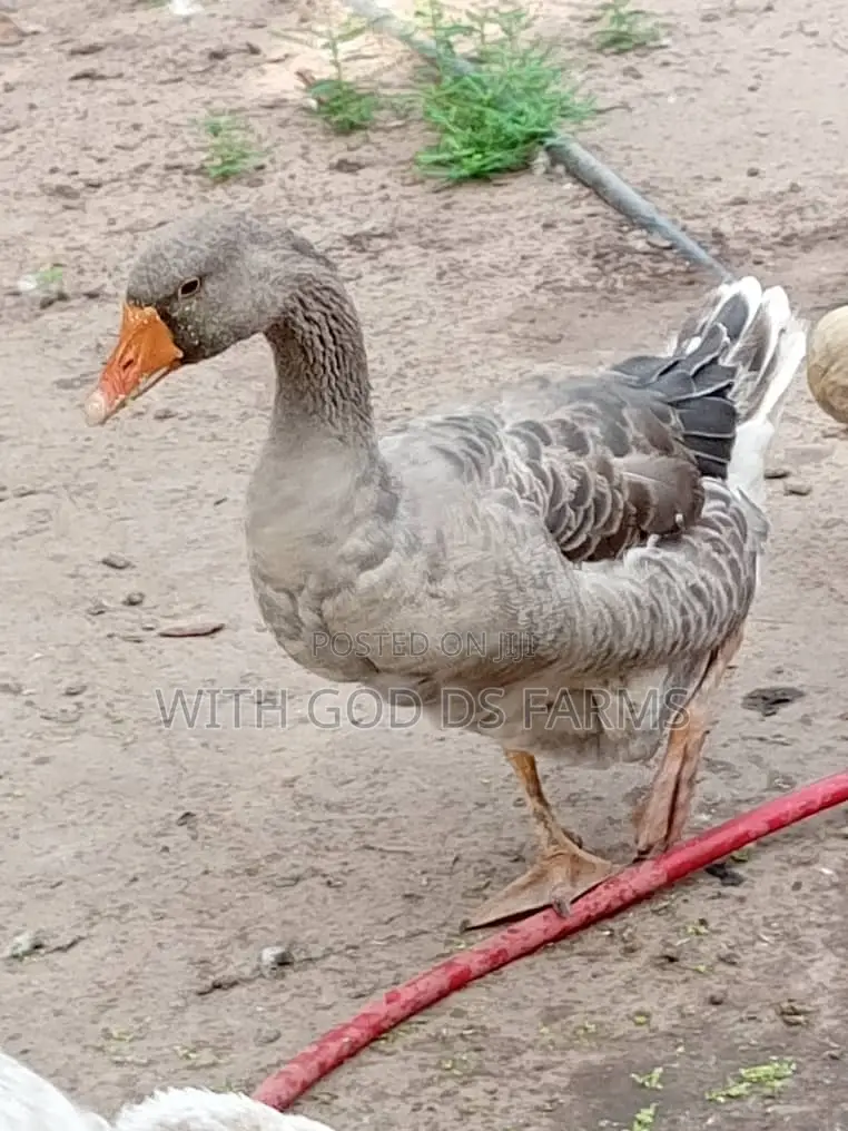 Organic Geese Duck