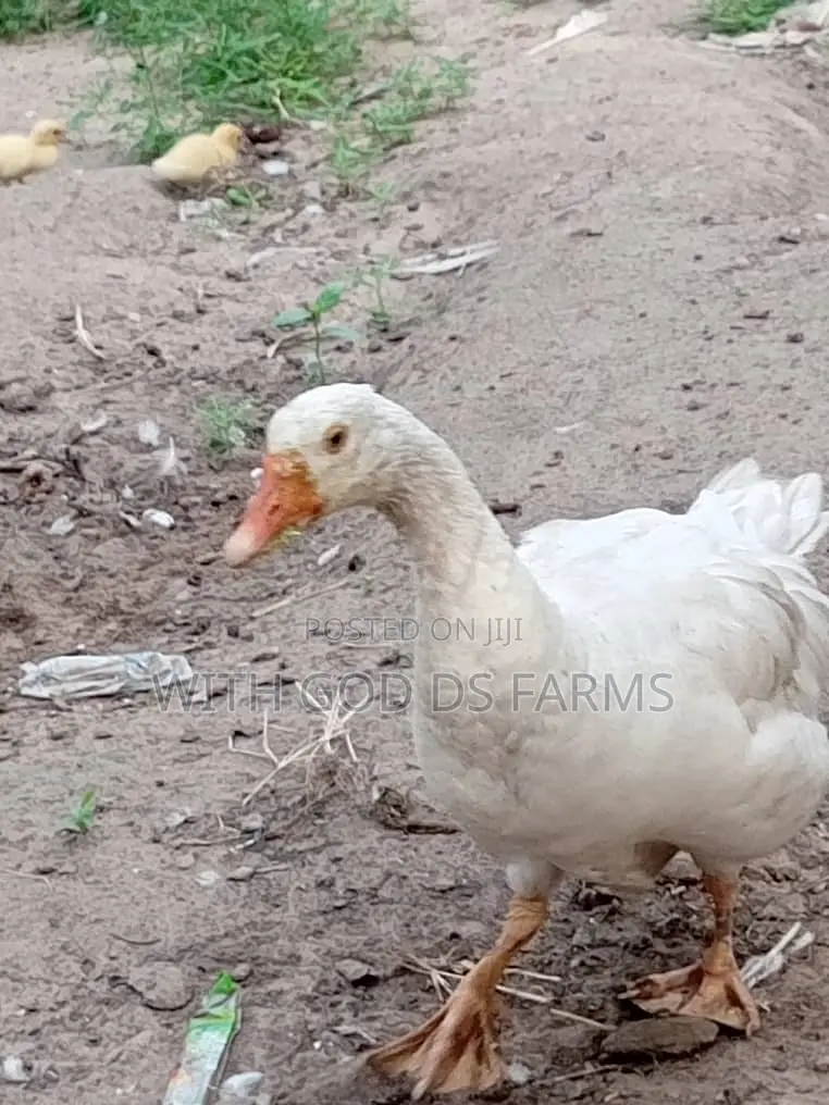 Organic Geese Duck