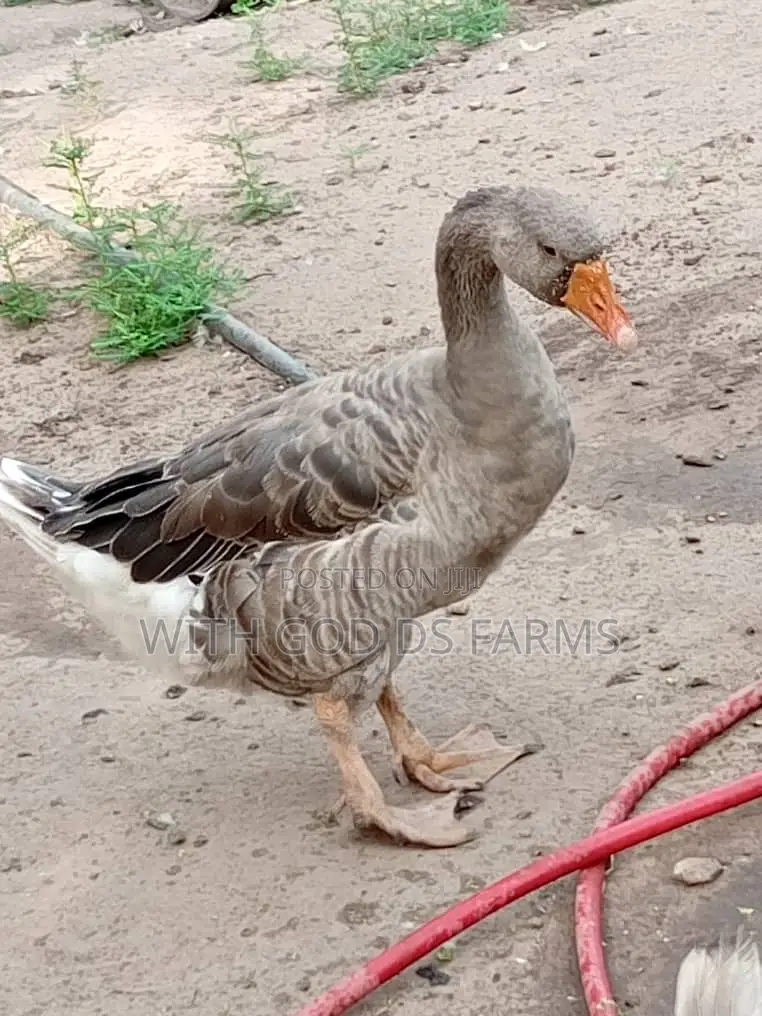 Organic Geese Duck