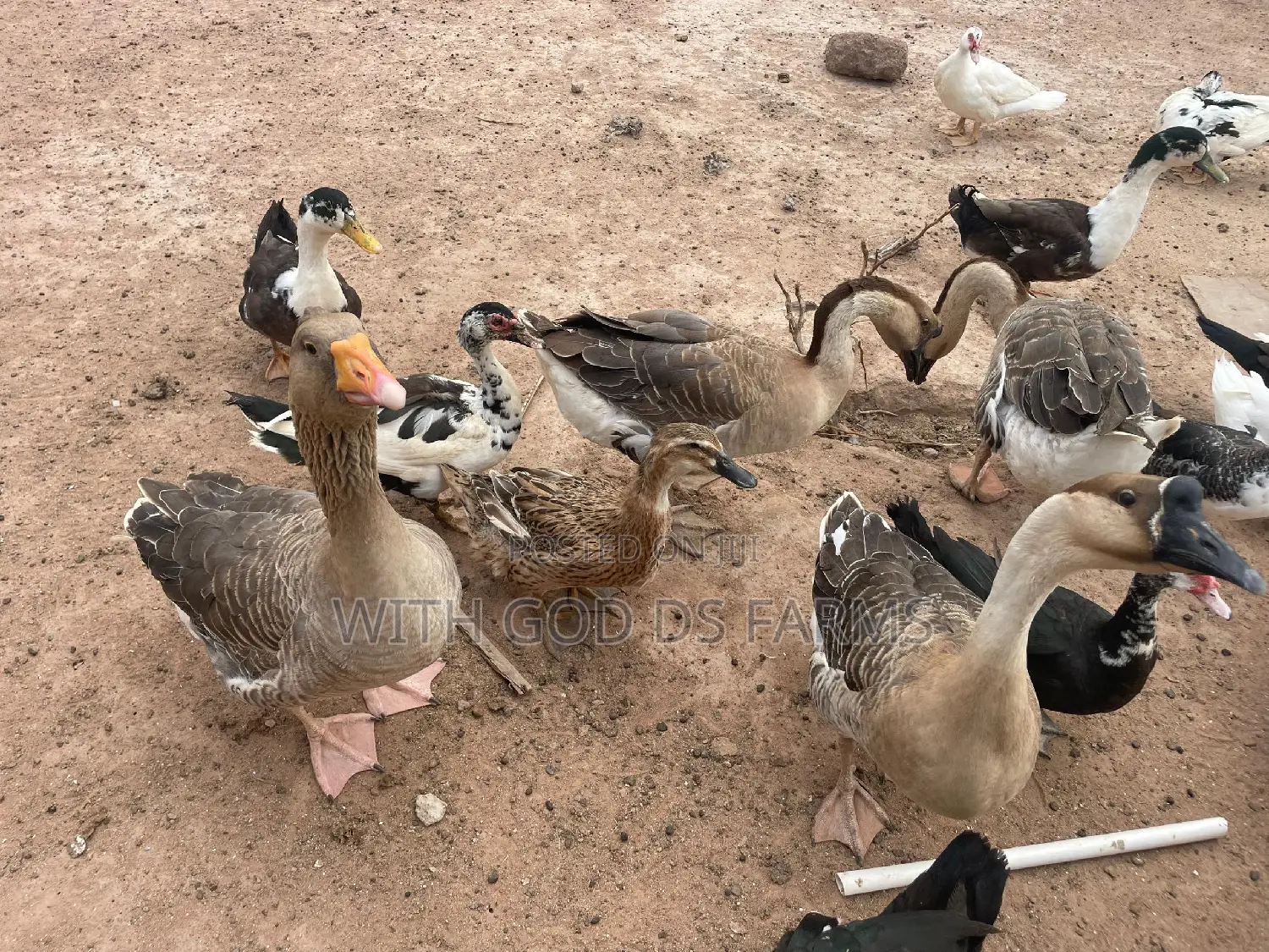 Organic Geese Duck