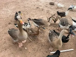 Organic Geese Duck