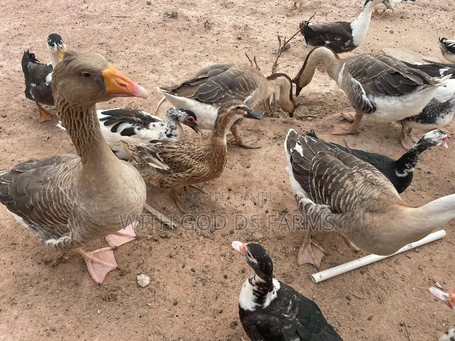 Organic Geese Duck