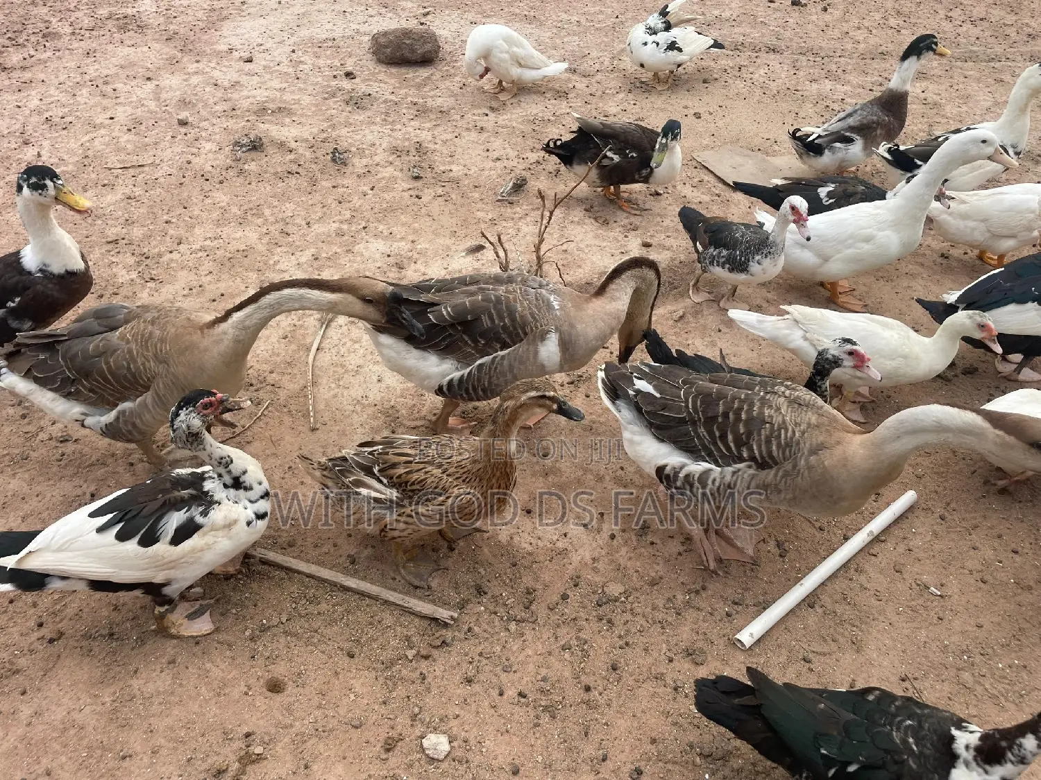 Organic Geese Duck