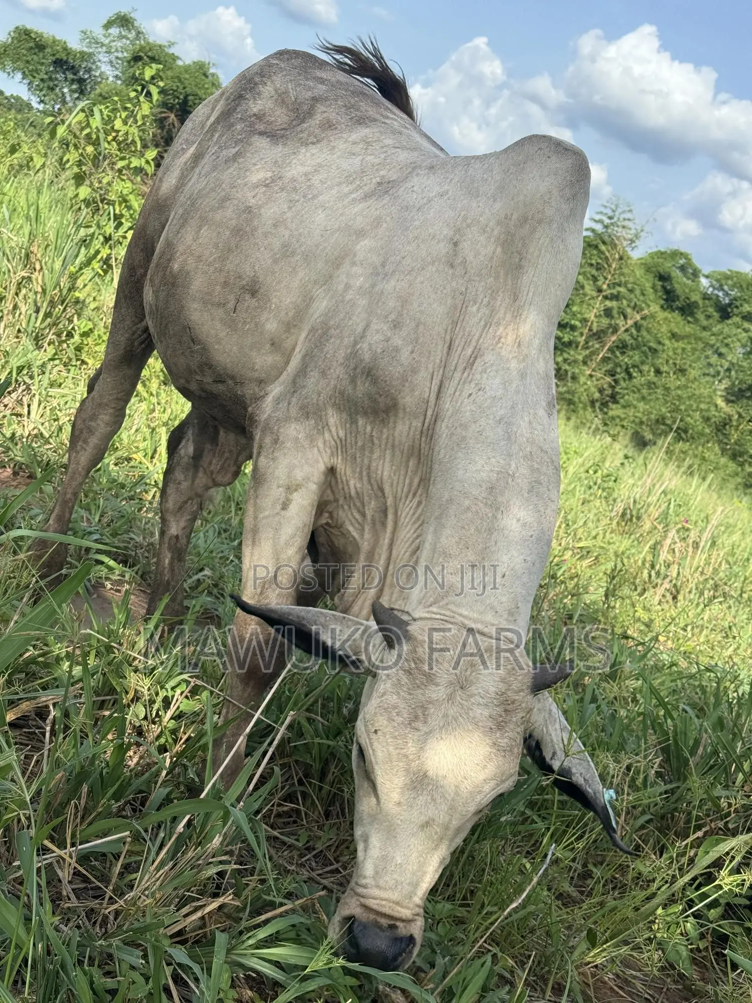 Cattle (Cow’S Bulls)