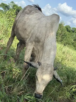 Cattle (Cow’S Bulls)