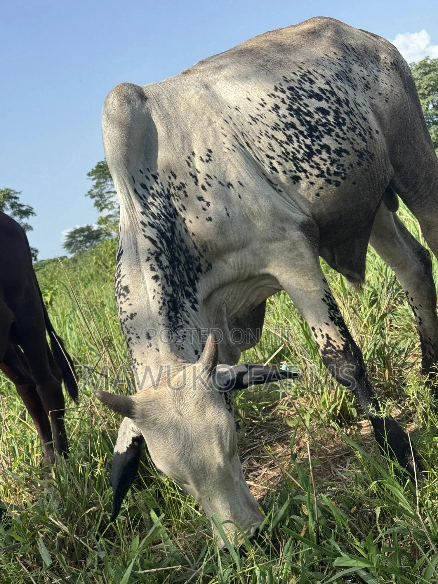 Cattle (Cow’S Bulls)