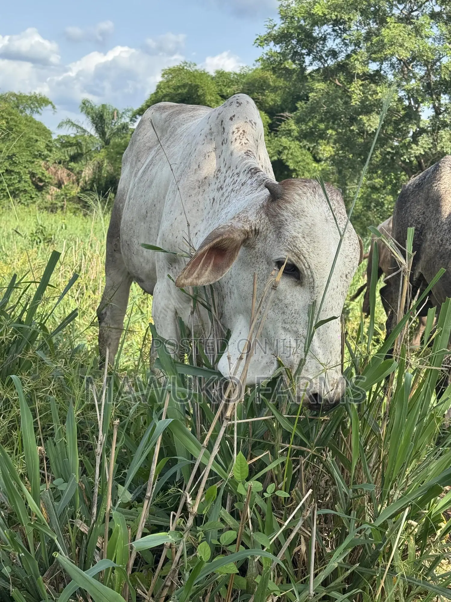 Cattle (Cow’S Bulls)
