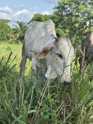 Cattle (Cow’S Bulls)