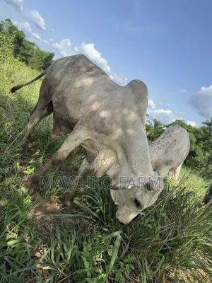 Cattle (Cow’S Bulls)
