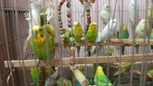 Budgies Birds