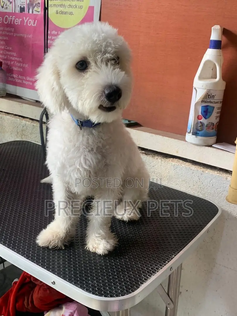 6-12 months Male Purebred Poodle
