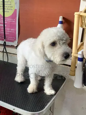 6-12 months Male Purebred Poodle
