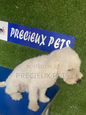 6-12 months Male Purebred Poodle