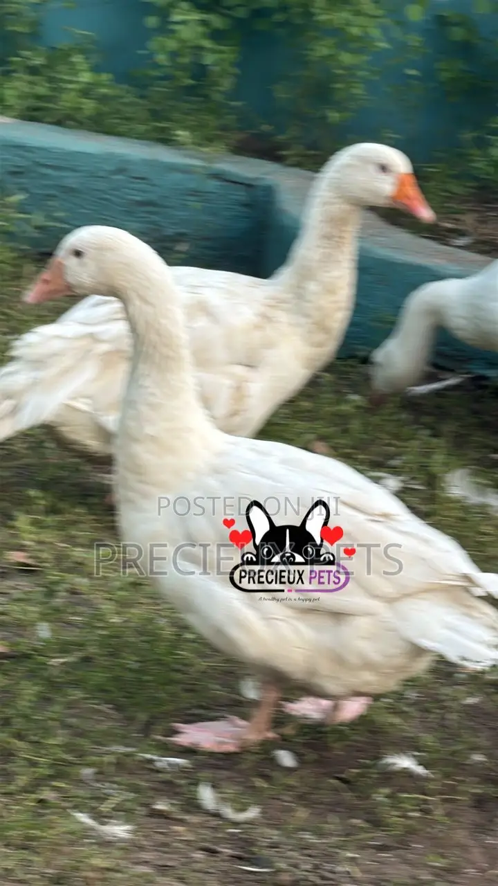 Domesticated Goose (Male Female)