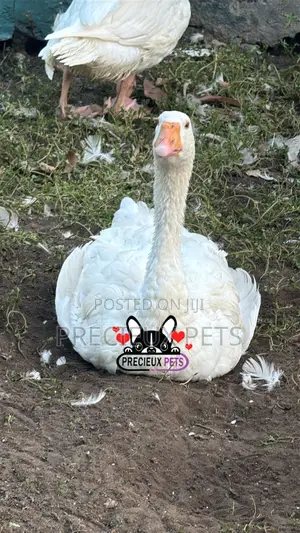 Domesticated Goose (Male Female)