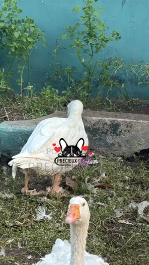 Domesticated Goose (Male Female)