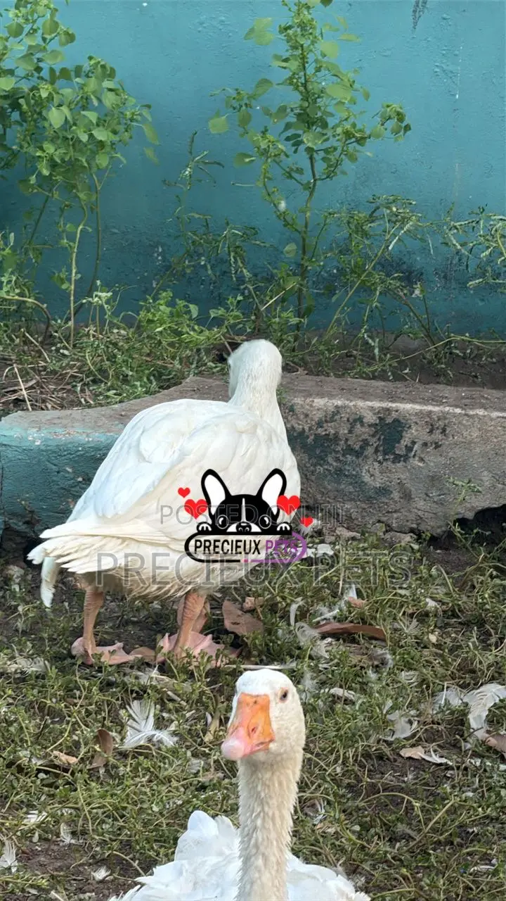 Domesticated Goose (Male Female)