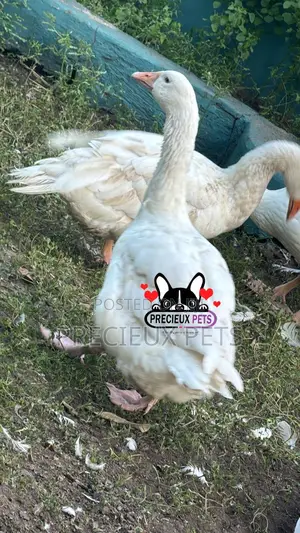 Domesticated Goose (Male Female)