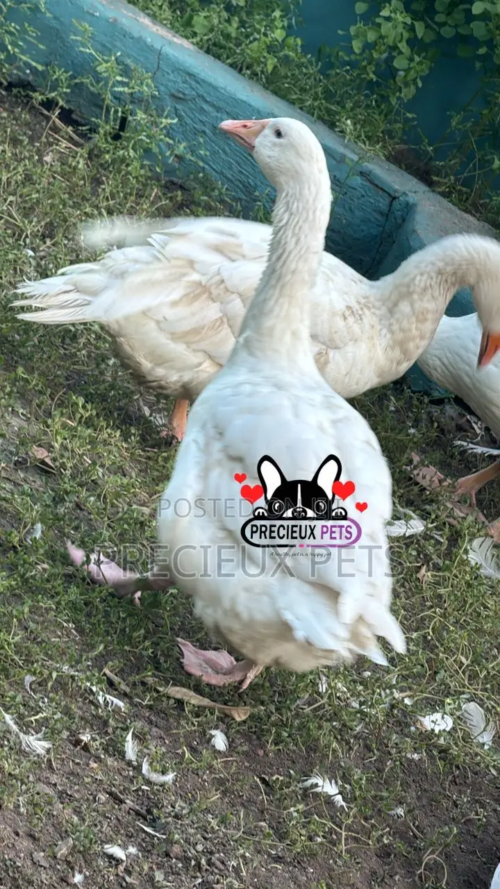 Domesticated Goose (Male Female)
