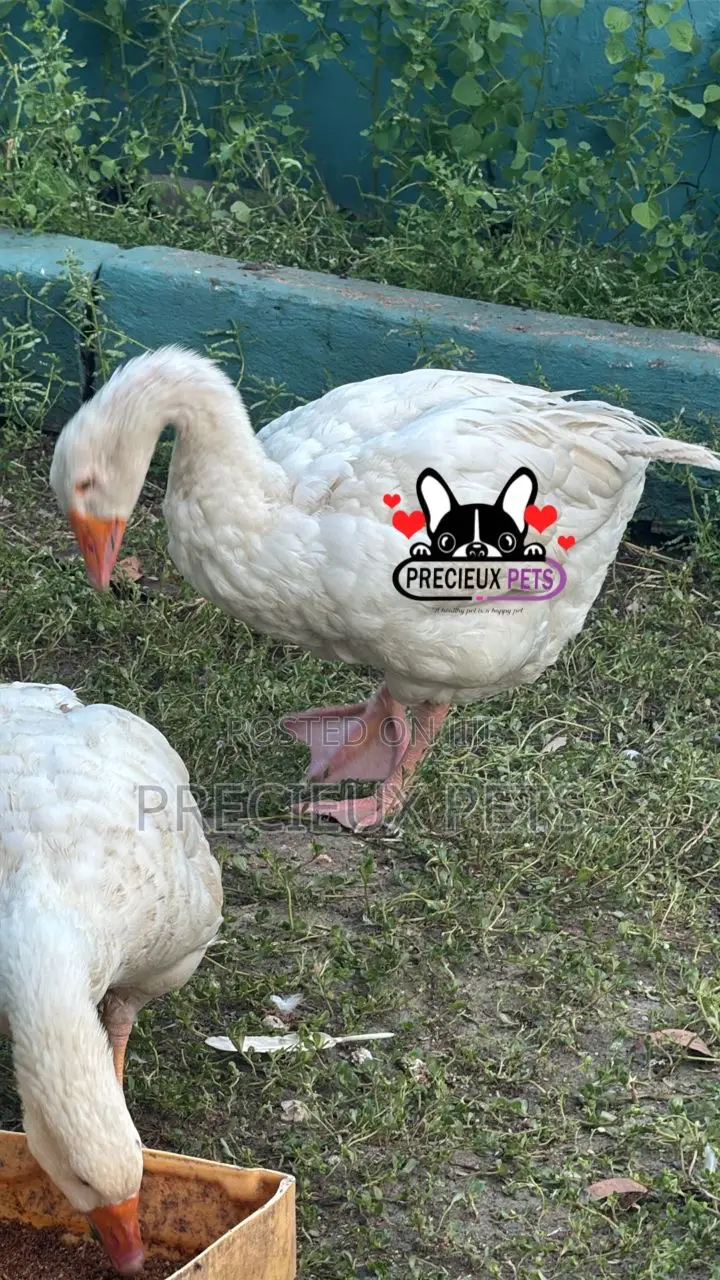 Domesticated Goose (Male Female)