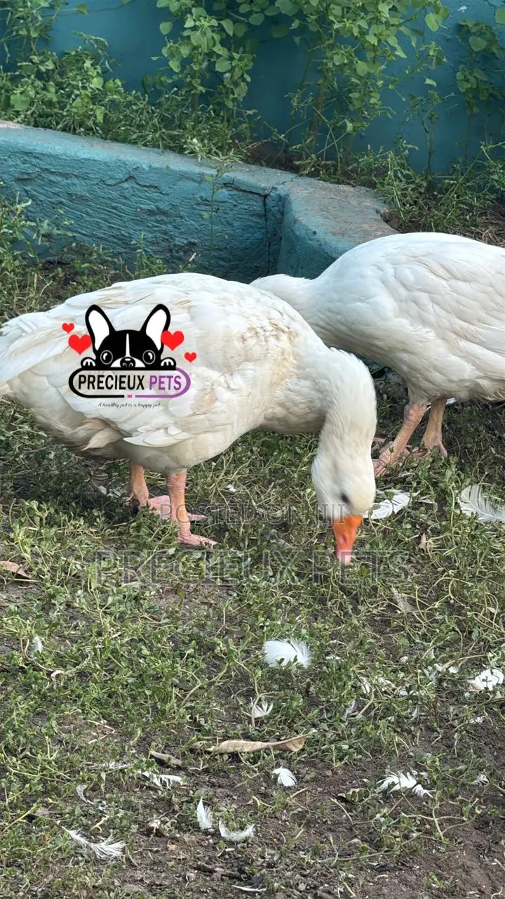 Domesticated Goose (Male Female)