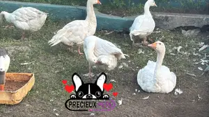 Domesticated Goose (Male Female)