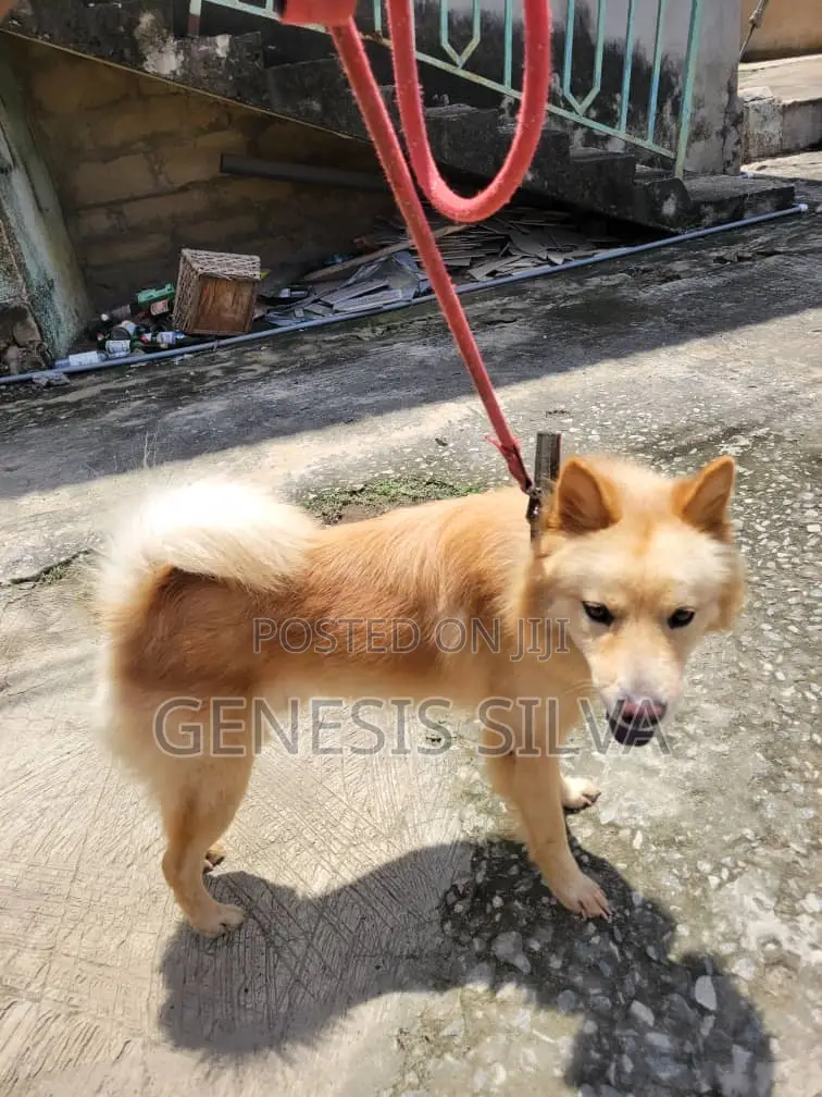 1+ year Male Purebred Chow Chow