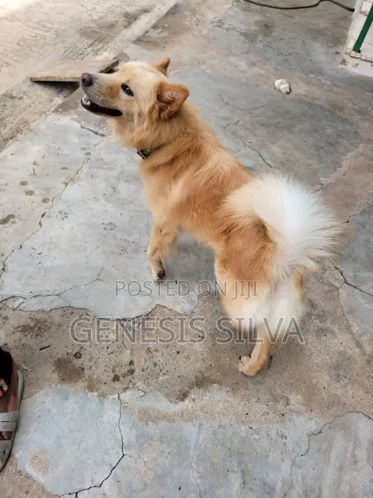 1+ year Male Purebred Chow Chow